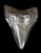 Black, Fossil Megalodon Tooth #36266-1
